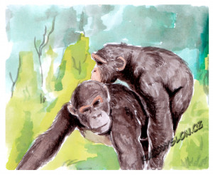 souložící šimpanzi