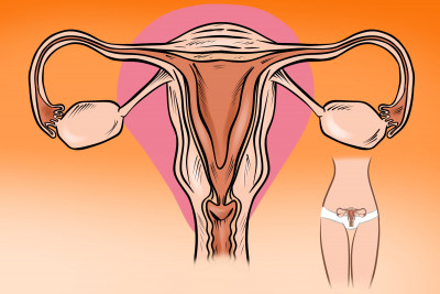 menstruační cyklus