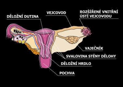 Anatomie ženy