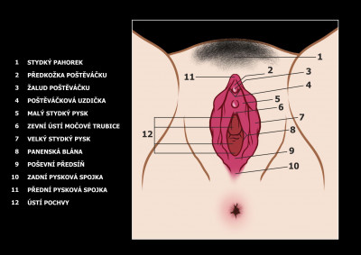 Ženská anatomie