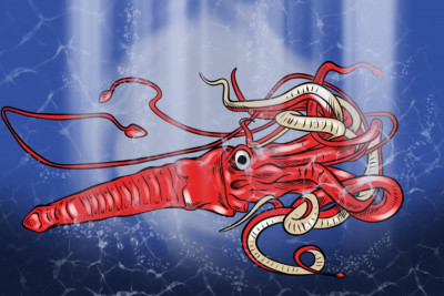 červená chobotnice