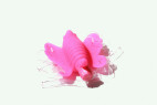3D foto motýlik Pink Baby