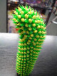 Vibrátor kaktusz görögdinnye 20 * 3 cm