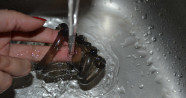 Krúžok na penis a semenníky Smoky Spine, pod tečúcou vodou